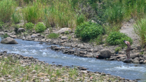 El estado de las aguas del Río Pamplonita supone una preocuación latente para los habitantes de Cúcuta y su zona metropolitana. 