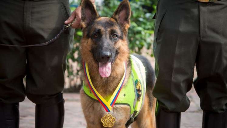 Homenajean perros policías de Cúcuta