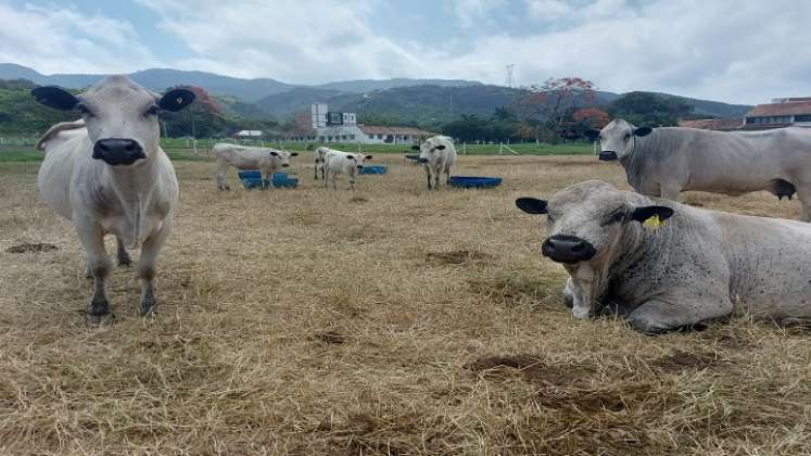 La Federación Colombiana de Ganaderos, Fedegán, capacitó a los campesinos sobre las buenas prácticas agropecuarias./ Foto: Cortesía