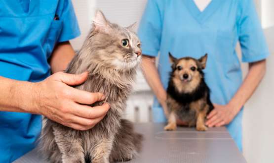 Mascotas en el veterinario.